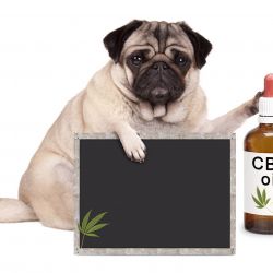 cbdpug